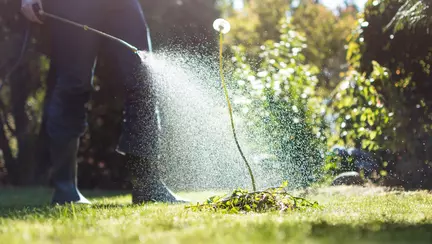 (P) Apelează la o firmă de specialitate pentru deratizarea spațiilor cu purici