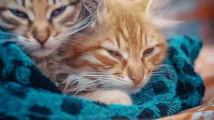 Un nou-născut a fost salvat de la moarte de câteva pisici