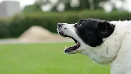 Un copil a fost găsit fără suflare cu multiple urme de mușcături de câine pe corp