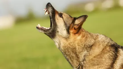 Cazul copilului din Constanța ucis de câini. Mărturiile înfiorătoare ale familiei