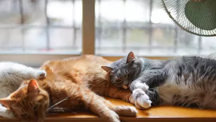 Îngrijirea pisicilor senioare