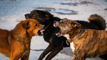 Un băiat a fost atacat de șase câini comunitari în Teleorman. A fost rănit, dar a reușit să se salveze