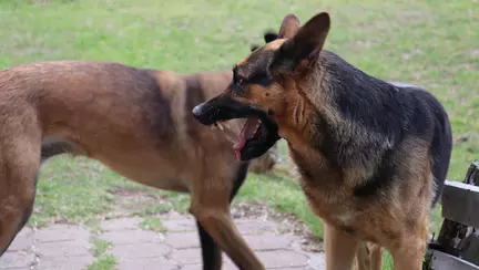 Un copil este în comă profundă după ce a fost mușcat de mai mulți câini, în Botoșani