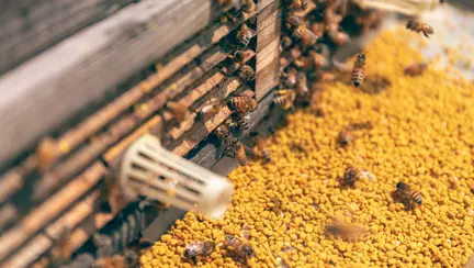 De ce este recomandat POLENUL crud și cum îl poți consuma?