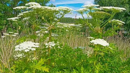 Un copil a ajuns la spital cu arsuri pe piele după ce a intrat în contact cu o plantă toxică