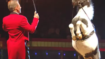 Festivalului International de Arta a Circului, editia a II-a