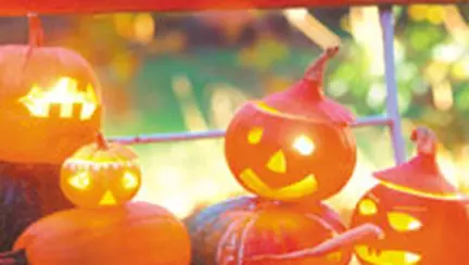 Felinare aurii din tartacute si pepeni