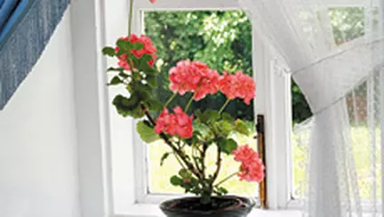 Fereste-l de caldura!