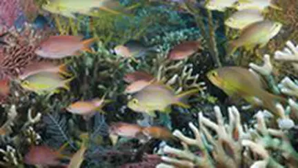 Pești exotici din colecțiile Muzeului Antipa