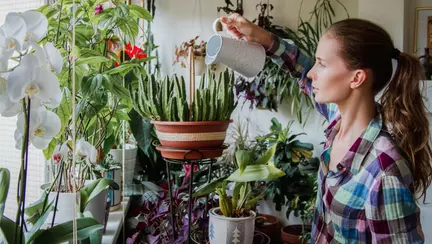 5 beneficii ale plantelor de apartament de care ai putea să te bucuri în această primăvară