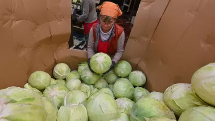 Secretul verzei murate la butoi care nu se înmoaie și nu prinde floare: câtă sare se pune la litrul de apă și când este perioada ideală