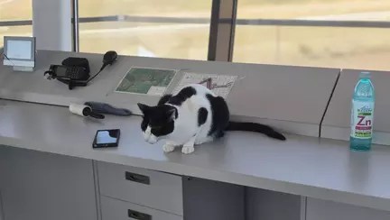 Nimic nu mișcă fără acordul pisicesc la Turnul de control Aeroportul Tuzla: „Dacă toate instituțiile ar proceda așa, aș plăti mai cu drag impozitele'