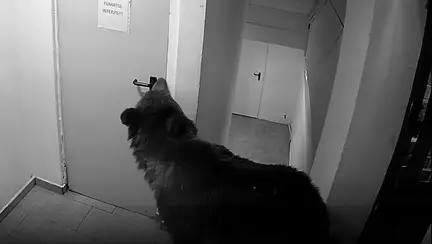 Un urs a intrat într-un hotel din Poiana Brașov, iar angajații au stat de pază toată noaptea: „La 112 i s-a spus că nu este o urgență și să nu mai sune la ei”