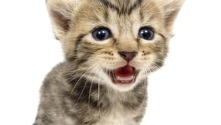 Animale de casa - Avantaje.ro - De 20 de ani pretuieste femei ca tine