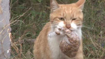 Animale de casa - Avantaje.ro - De 20 de ani pretuieste femei ca tine