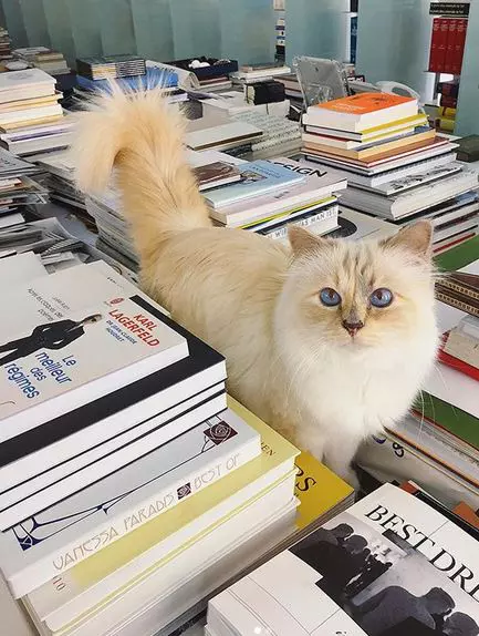 Choupette, pisica lui Karl Lagerfeld