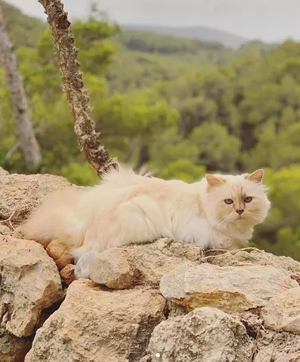 Choupette, pisica lui Karl Lagerfeld