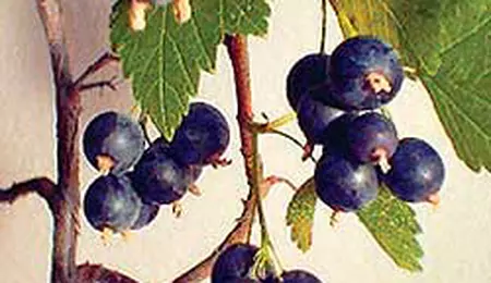 Coacaze (rosii, negre)