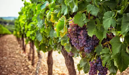 Ghid pentru viticultură: Cum eliminăm păduchele lânos al viței-de-vie și cum alegi cele mai bune insecticide agricole