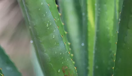 Aloe vera pentru detox: suplimentul bine ales contează mai mult decât efectul laxativ