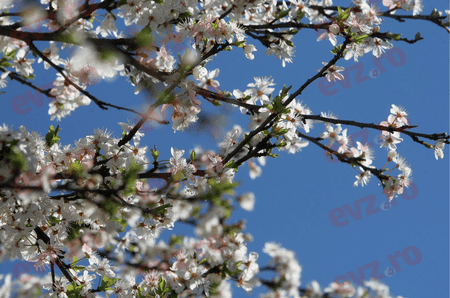 Cum va fi vremea în luna martie. Prognoza surprinzătoare a ANM pentru următoarele patru săptămâni