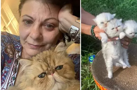 Elena Cârstea câștigă o avere din afacerea cu pisici: "E o grămadă de muncă cu ele, dar merită tot efortul"/ Cu câte mii de dolari a vândut un singur pui