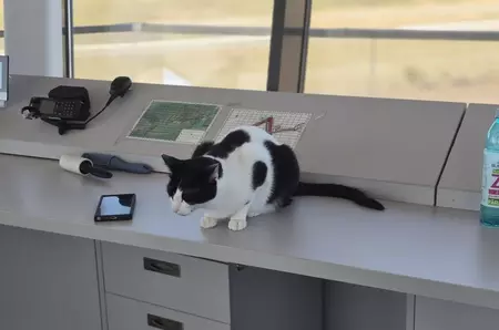 Nimic nu mișcă fără acordul pisicesc la Turnul de control Aeroportul Tuzla: „Dacă toate instituțiile ar proceda așa, aș plăti mai cu drag impozitele”
