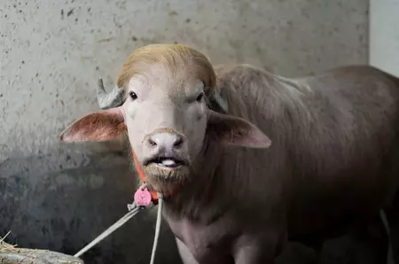 Cum a ajuns un bivol din Bangladesh să fie comparat cu Donald Trump și să devină viral | VIDEO