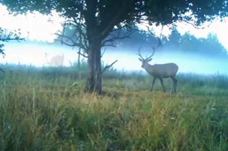 Cum au ieșit cerbii de la Cernobîl să se ospăteze cu fructe și iarbă: scene desprinse parcă dintr-un film VIDEO