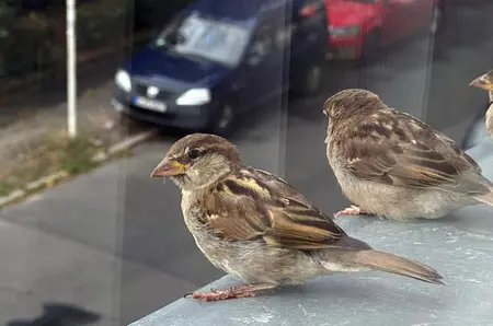 Ce înseamnă când o pasăre se așază la geam sau pe balcon: mesajele pe care le aduce în casă