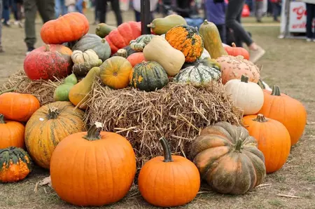 Cu cât vinde Lidl un dovleac de plăcinte și unul pentru Halloween