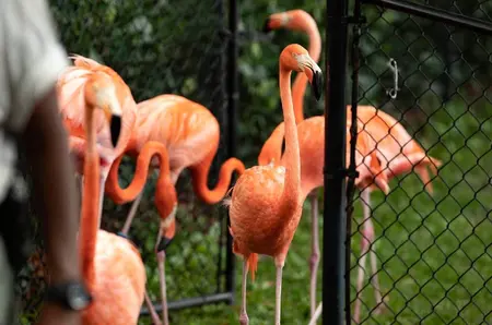 30 de flamingo au fost înghesuiți într-o baie din cauza uraganului Isaias, în Florida