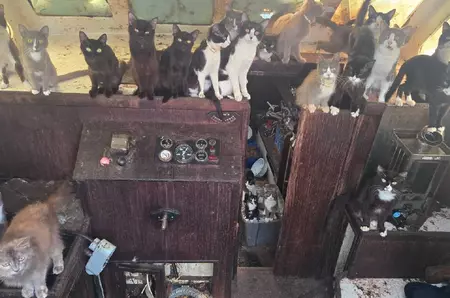 O bandă de 40 de pisici a ocupat o barcă abandonată și câteva s-au luptat cu angajații de la Protecția Animalelor, în SUA