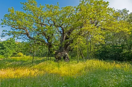 A murit stejarul legendar al lui Robin Hood. „Major Oak” avea circa 1.200 de ani și ascundea o poveste celebră