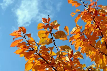 Prognoza meteo, 26 noiembrie. Cer variabil și temperaturi de toamnă blândă. Unde apar ploile