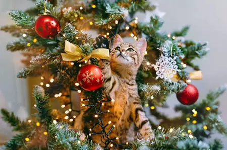Cum poți să-ți ții pisica departe de bradul de Crăciun. Trucuri care-ți poți salva sărbătorile