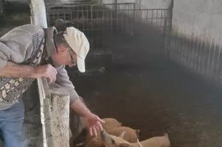 Comparație. Unde găsești cea mai ieftină carne de porc pentru masa de Crăciun