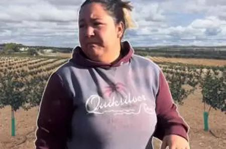 Marinela din Spania caută muncitori pentru tăierea "aurului verde". Singura condiţie pentru angajare