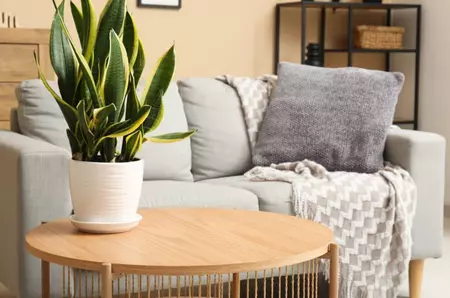 Plantele care aduc noroc în 2026. Idei simple pentru decorarea casei