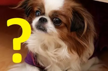 Trucul simplu prin care câinii învață cuvinte!