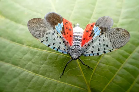 Cum a reușit o insectă să invadeze Statele Unite mai repede ca niciodată?