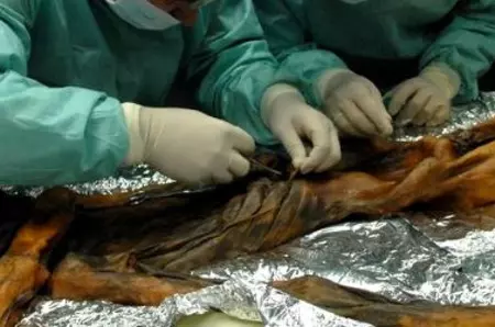 Ce au găsit cercetătorii în corpul unei mumii vechi de 5.300 de ani