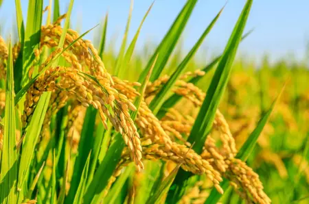 Producția globală de orez aproape s-a dublat în ultimii 50 de ani, în ciuda schimbărilor climatice