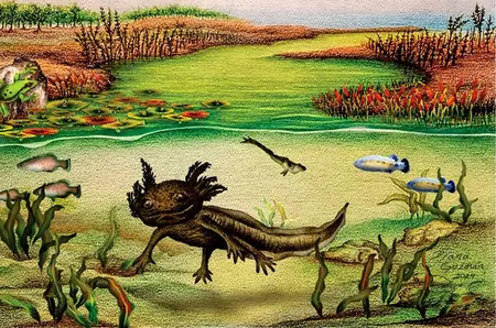 O fosilă de salamandră înrudită cu celebrul axolotl a fost descoperită în Mexic