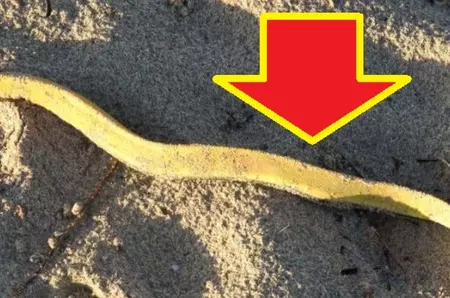 Cel mai mare șarpe de mare care a trăit vreodată!