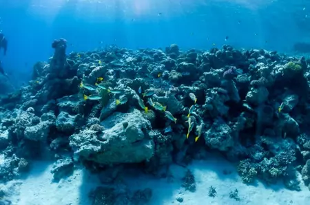 Un coral negru gigant, vechi de 400 de ani, i-a uimit pe cercetătorii marini din Noua Zeelandă