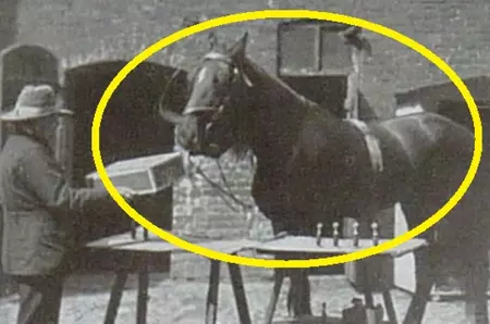 Hans cel Deștept, calul care înțelegea germană și matematică!