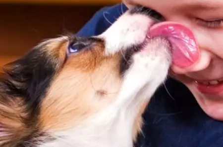 Cât înseamnă cu adevărat 1 an la câini în ani omenești?