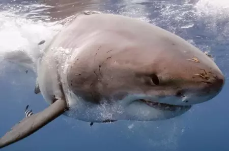 Ceva ciudat se întâmplă cu rechinii pe măsură ce îmbătrânesc