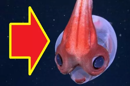 O meduză care „dansează”, găsită la mare adâncime